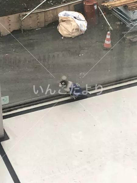 コメントの画像