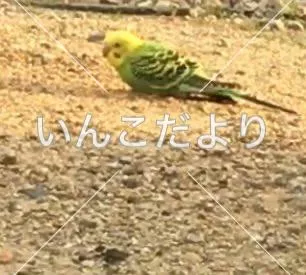 コメントの画像