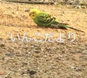 コメントの画像