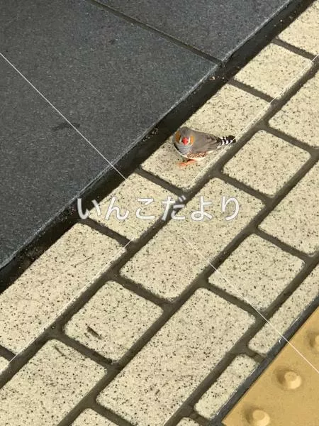 コメントの画像