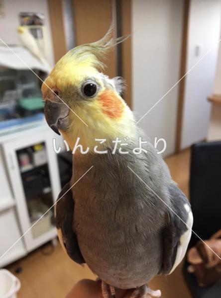 コメントの画像