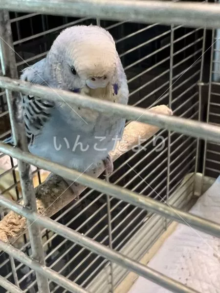 コメントの画像