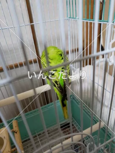 コメントの画像