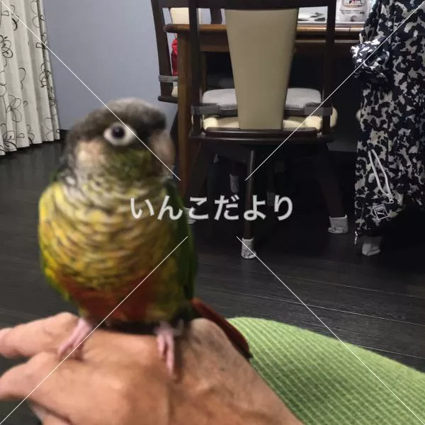 コメントの画像