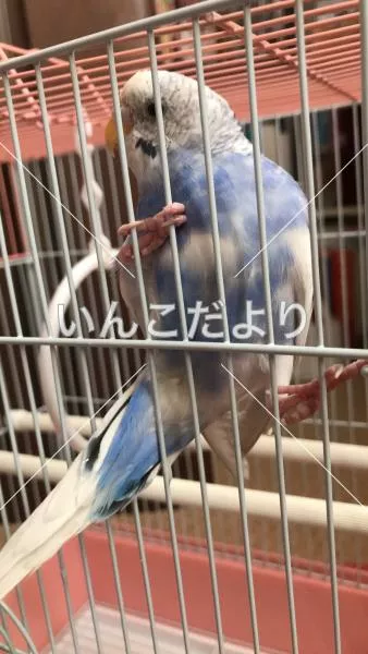 コメントの画像