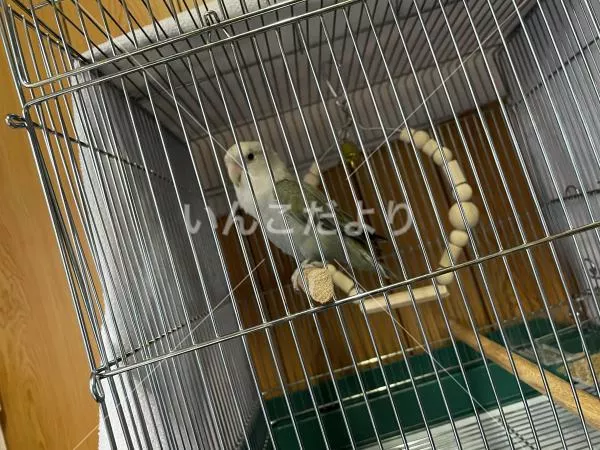 コメントの画像