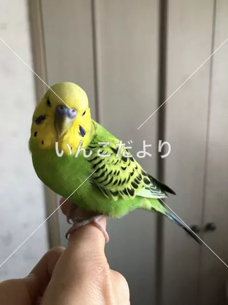 コメントの画像