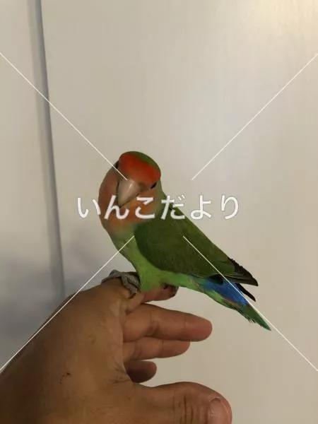 コメントの画像