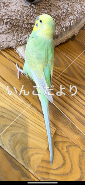 コメントの画像