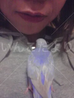 コメントの画像