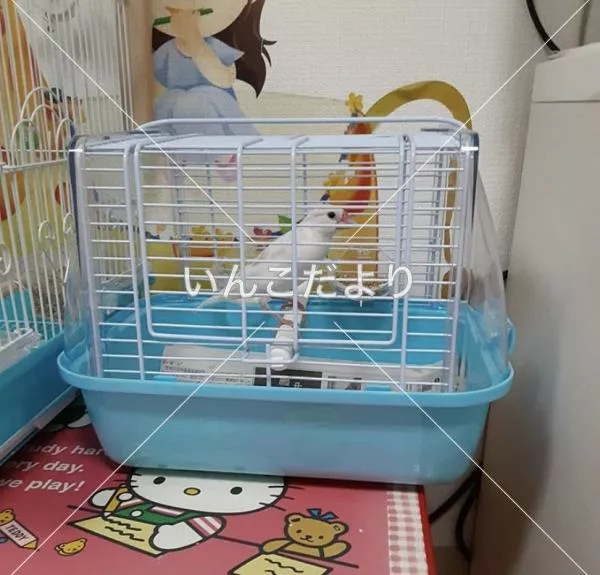 コメントの画像