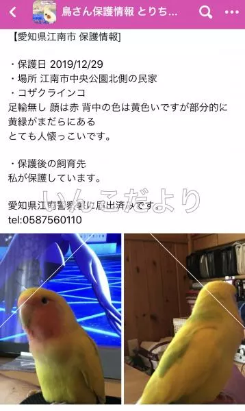 コメントの画像