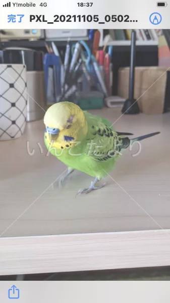 コメントの画像