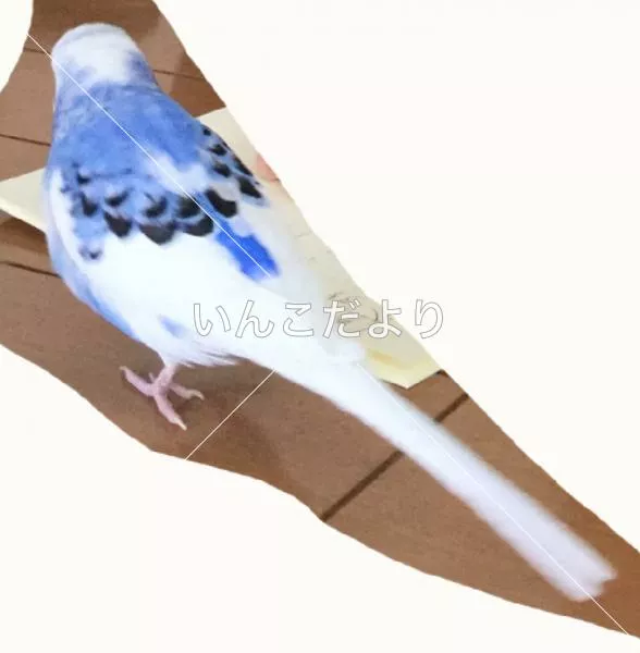 コメントの画像