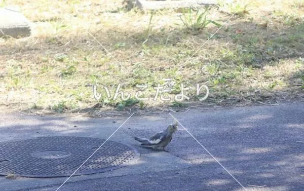 コメントの画像