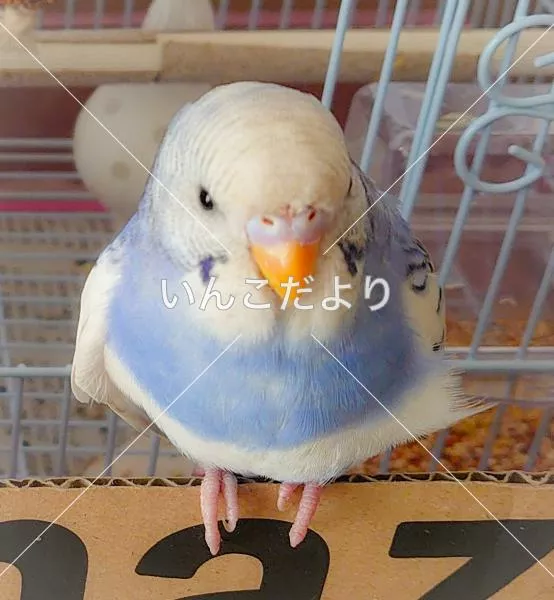 コメントの画像