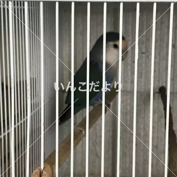 コメントの画像