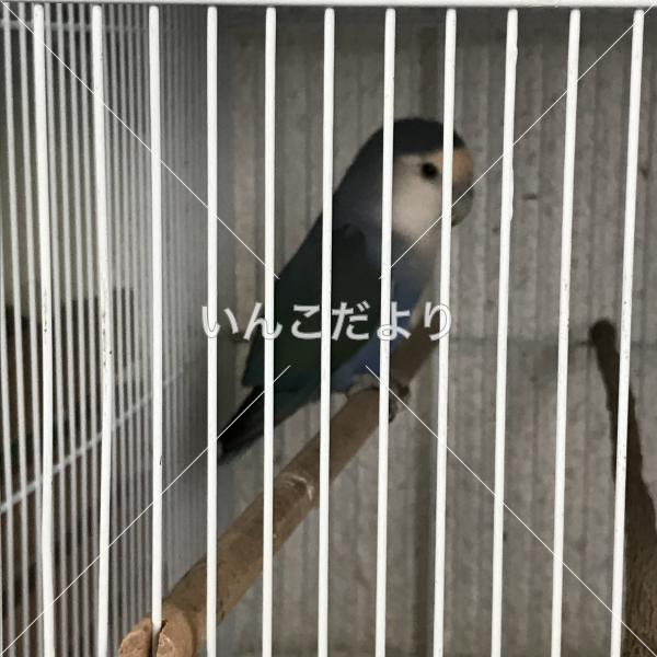コメントの画像