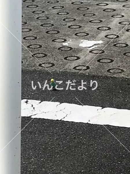 コメントの画像