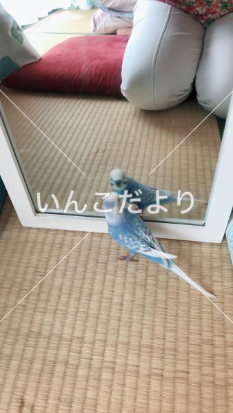 コメントの画像