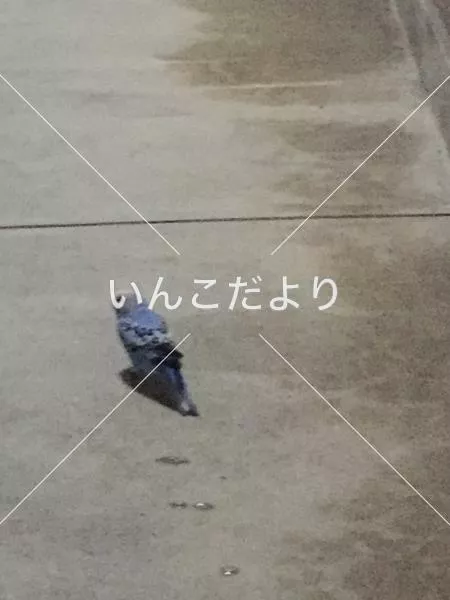 コメントの画像