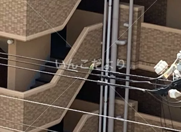 コメントの画像