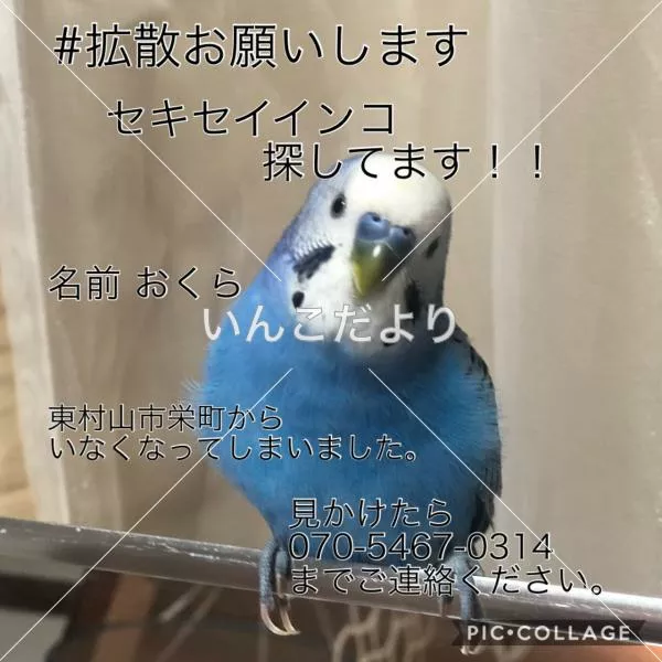 コメントの画像