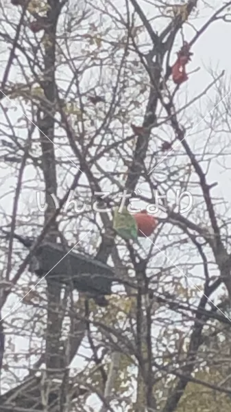 コメントの画像