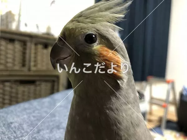 コメントの画像