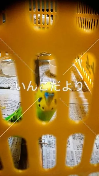 コメントの画像