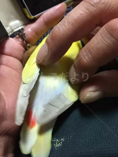 コメントの画像