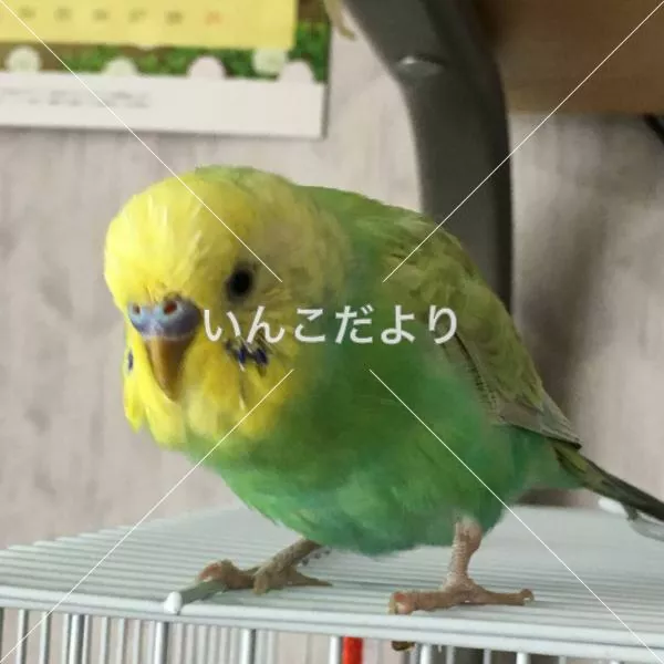 コメントの画像