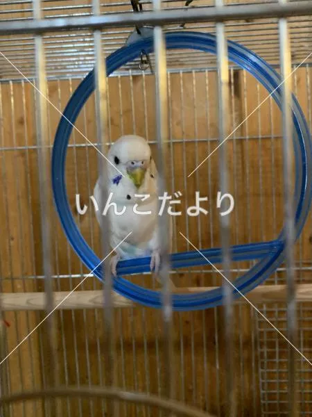 コメントの画像