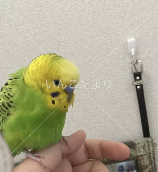 コメントの画像