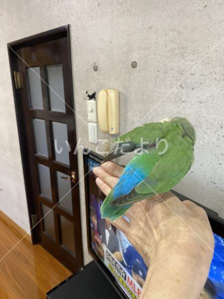 コメントの画像