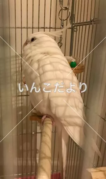 コメントの画像