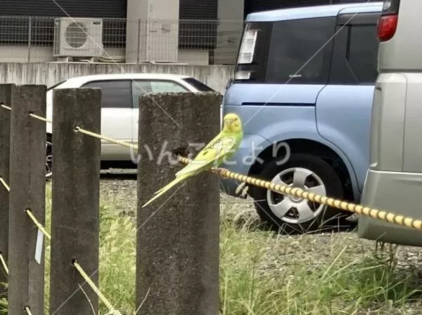 コメントの画像