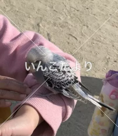 コメントの画像