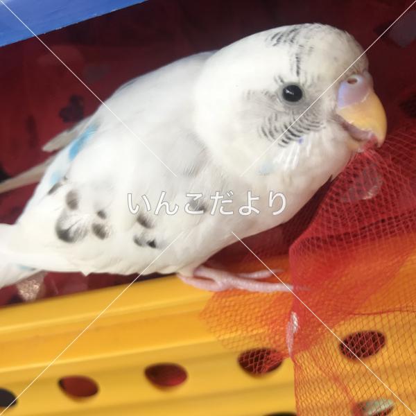 コメントの画像