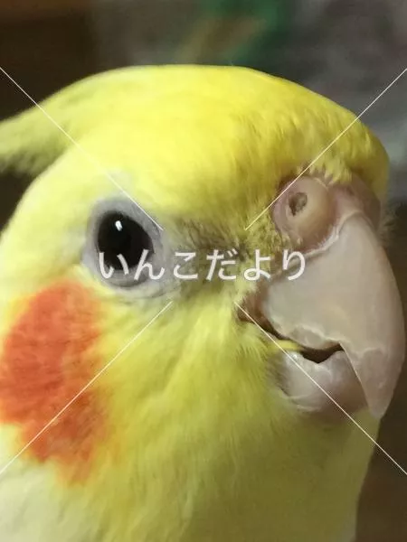 コメントの画像