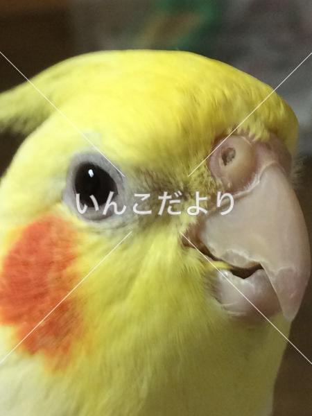 コメントの画像
