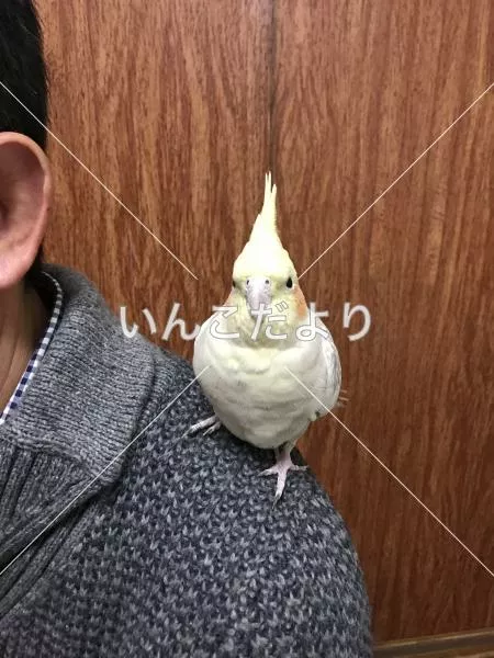 コメントの画像