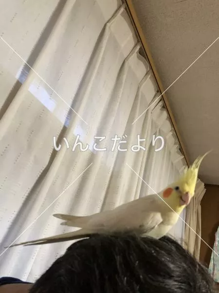 コメントの画像