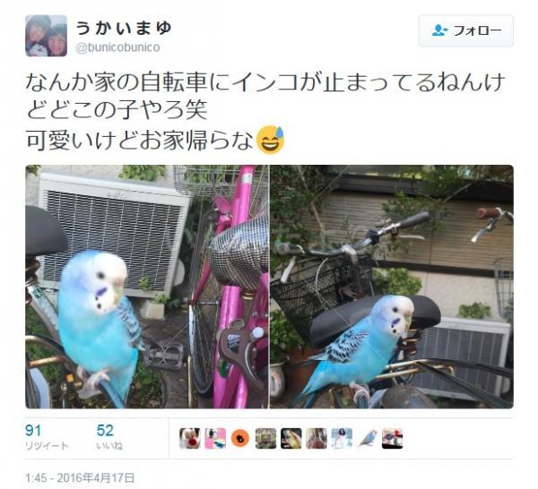 コメントの画像