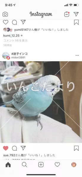 コメントの画像