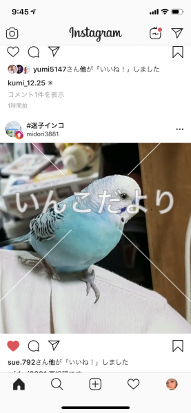 コメントの画像