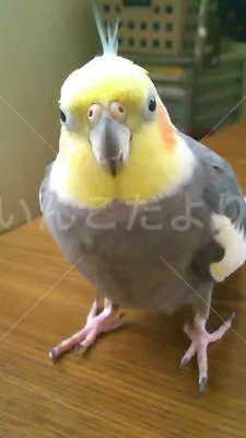 コメントの画像