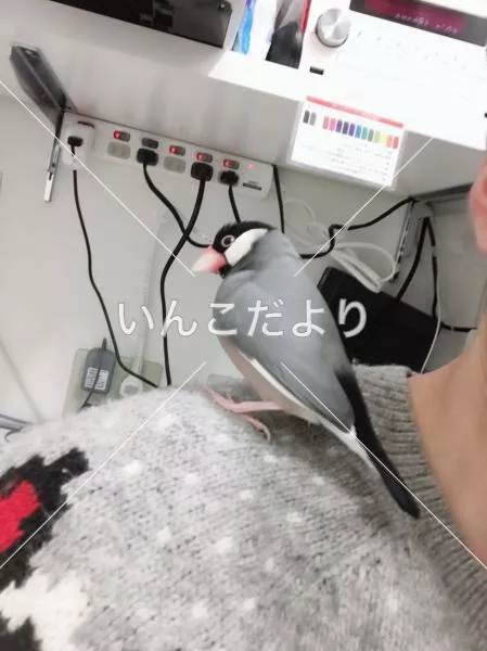 コメントの画像