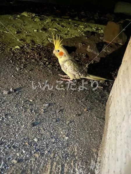 コメントの画像