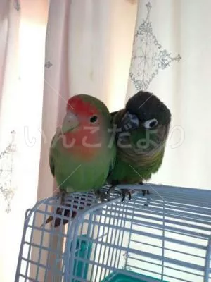 コメントの画像